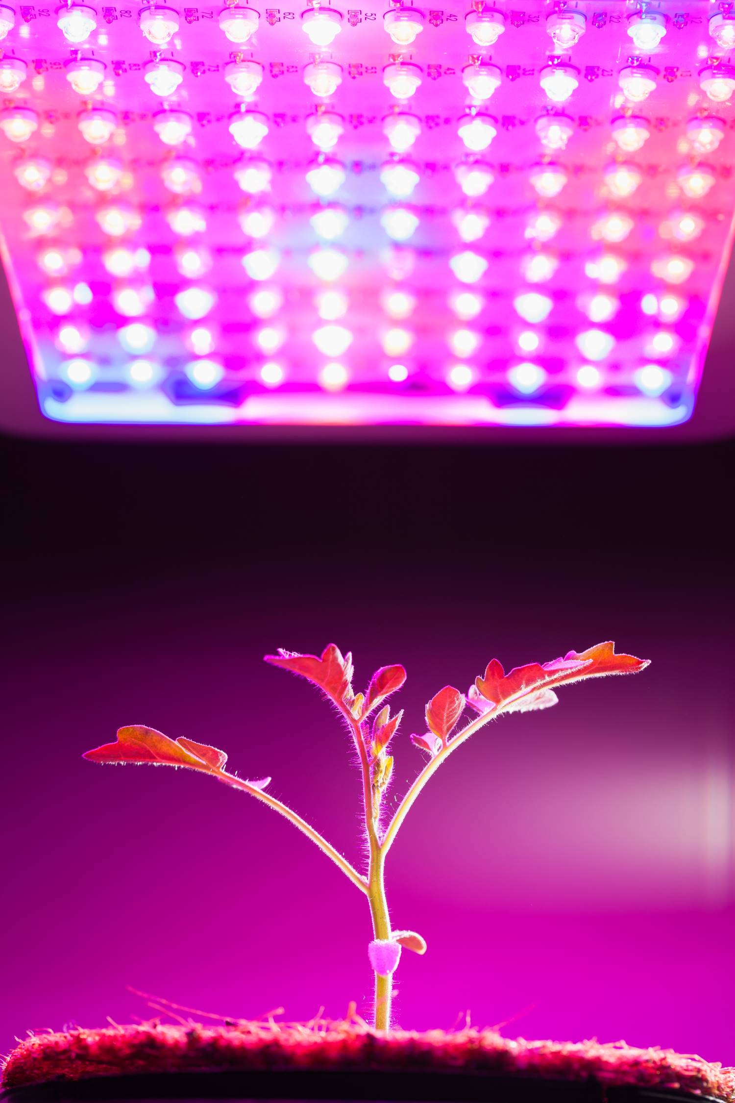Plant_Under_LED_Grow_Light Plant_Under_LED_Grow_Light