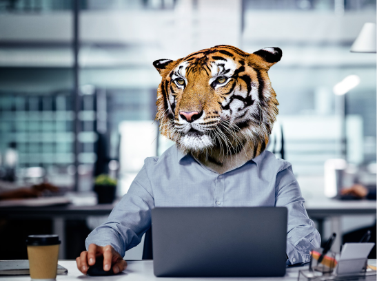 Symantec Tiger Office