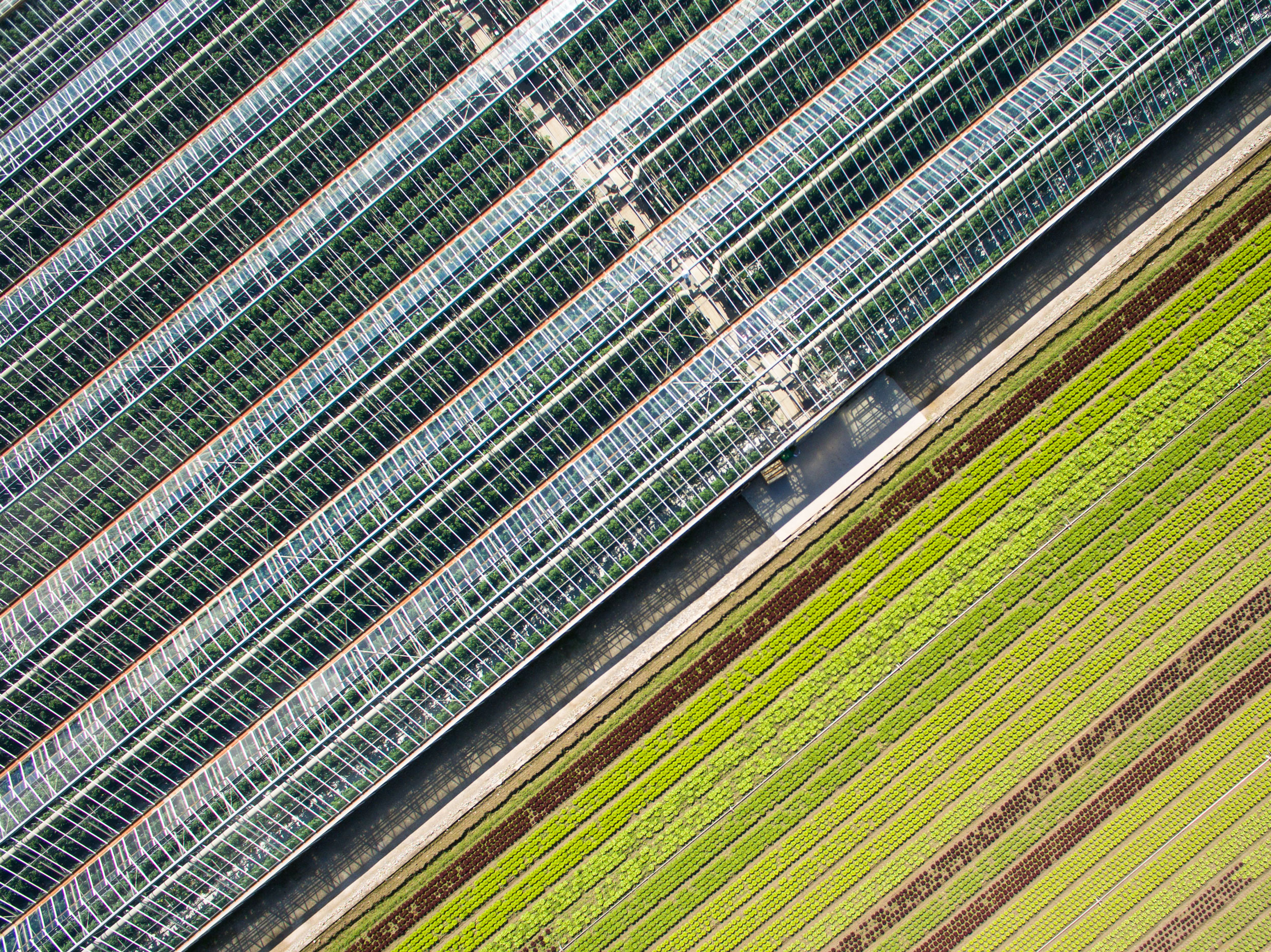 Lettuce_Production_And_Greenhouse
