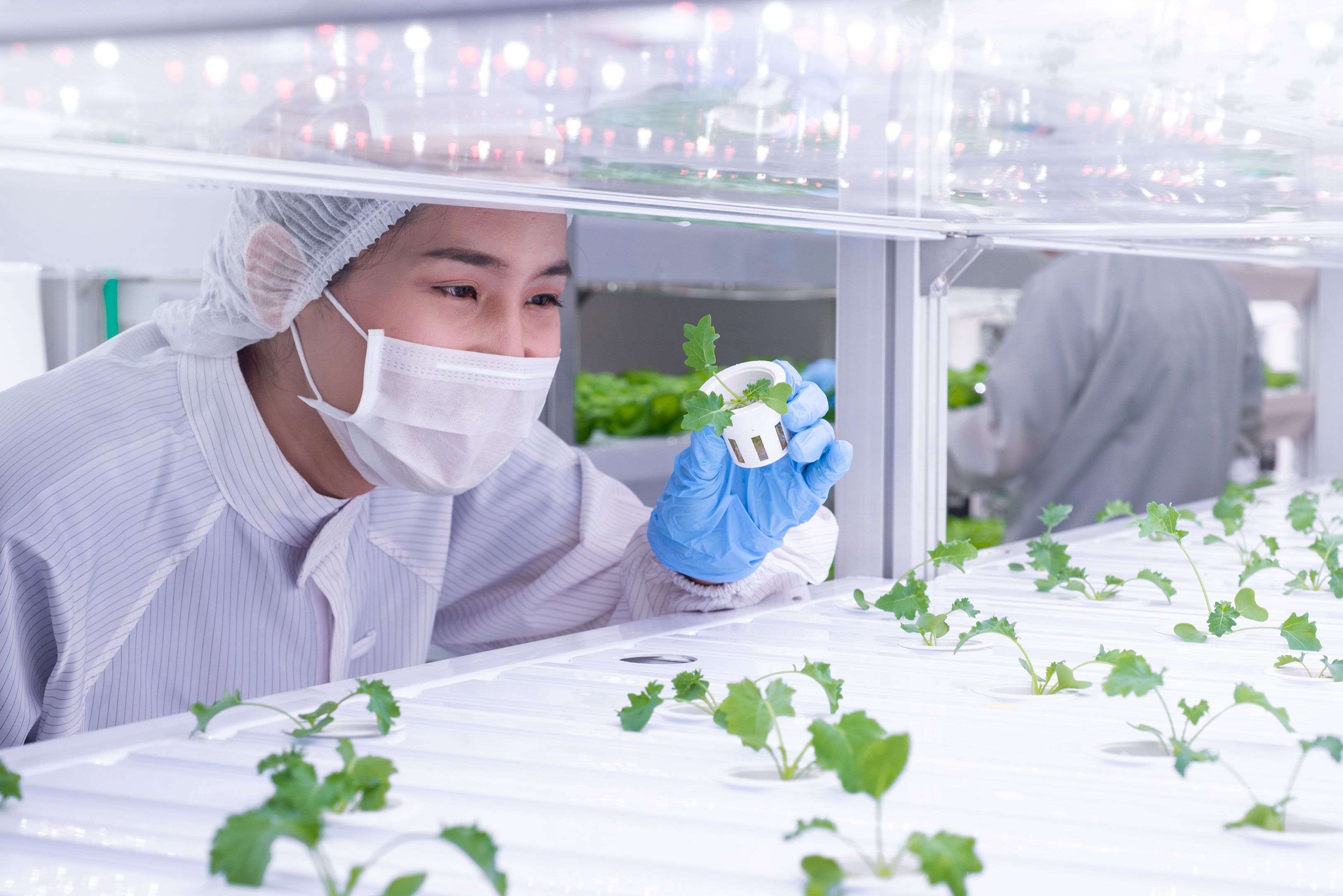 Hydroponic_Vegetable_Grow
