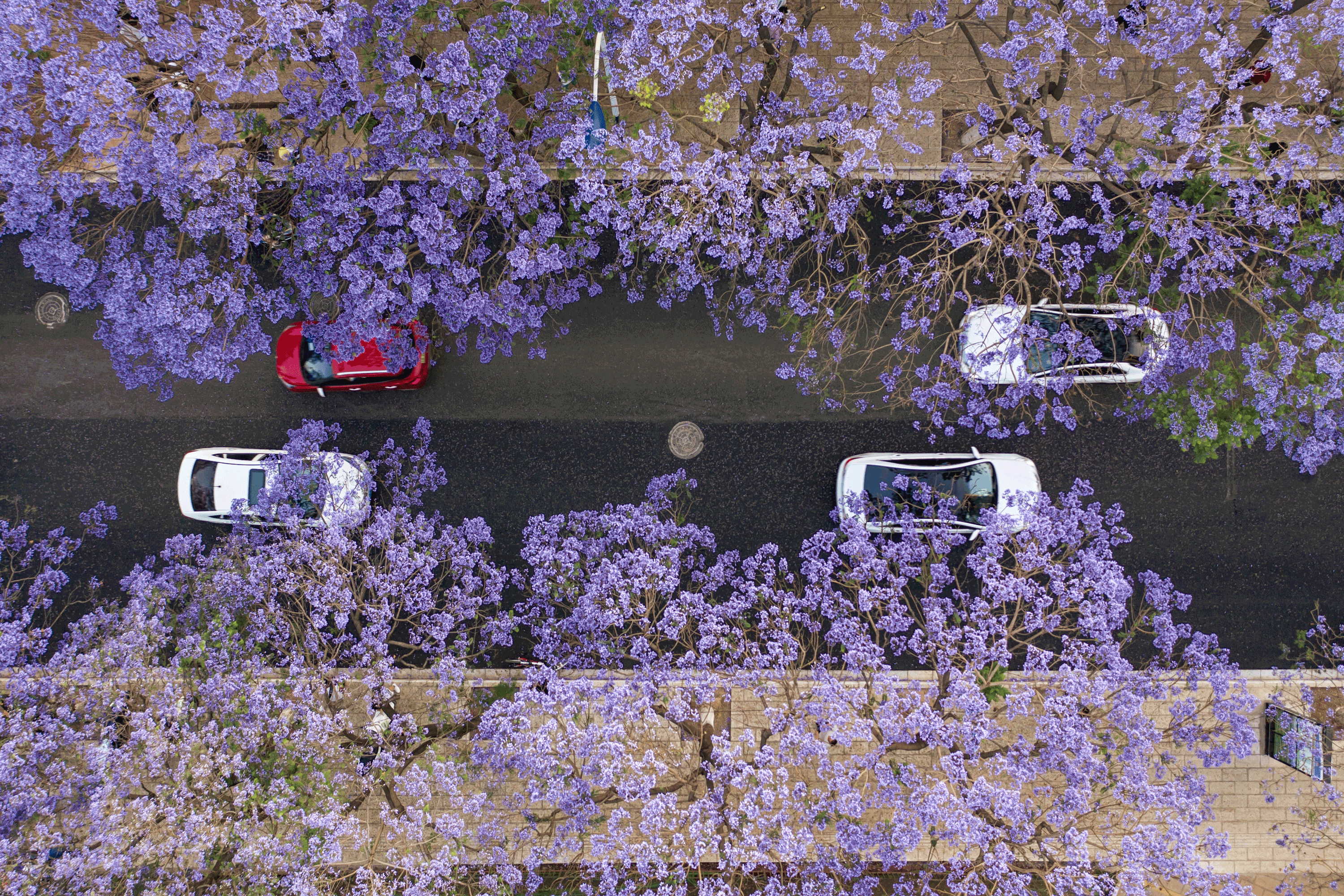 Cars On Road Under Trees In Blossom